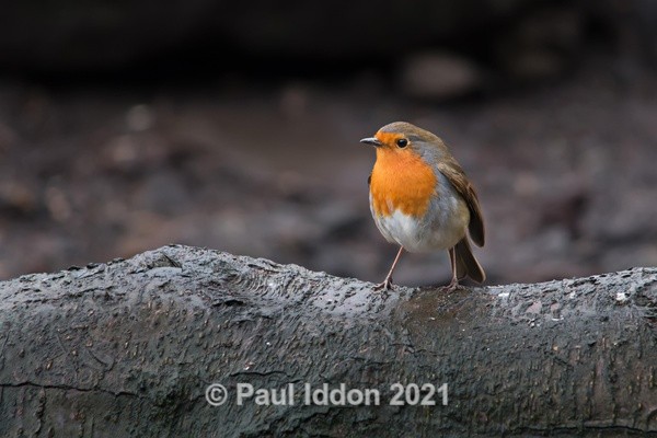 Robin on Fallen Trunk - Nature - Birds and Wildlife