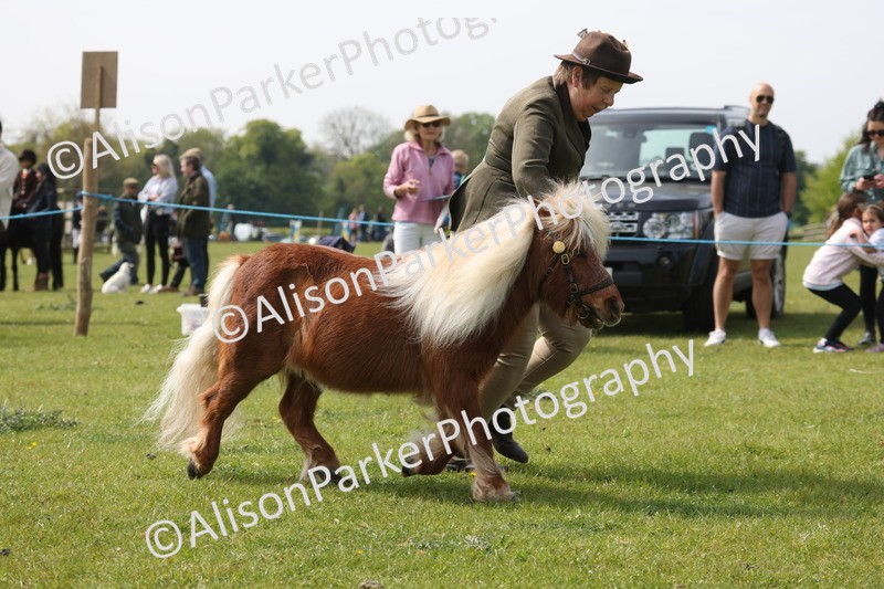 20260426-3176 - Class 26 - Shetland Ponies and Minitures