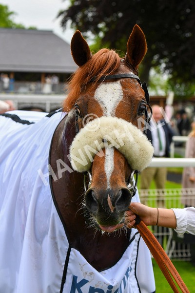 190523-Race 3-Marhaba The Champ-0511 - Race 3 3.00pm Knights Solicitors Handicap