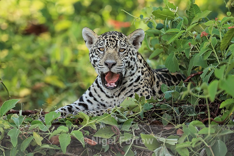 Female Jaguar cub opens mouth, Rio Sao Lourenco, Mato Grosso, Brazil - Jaguar