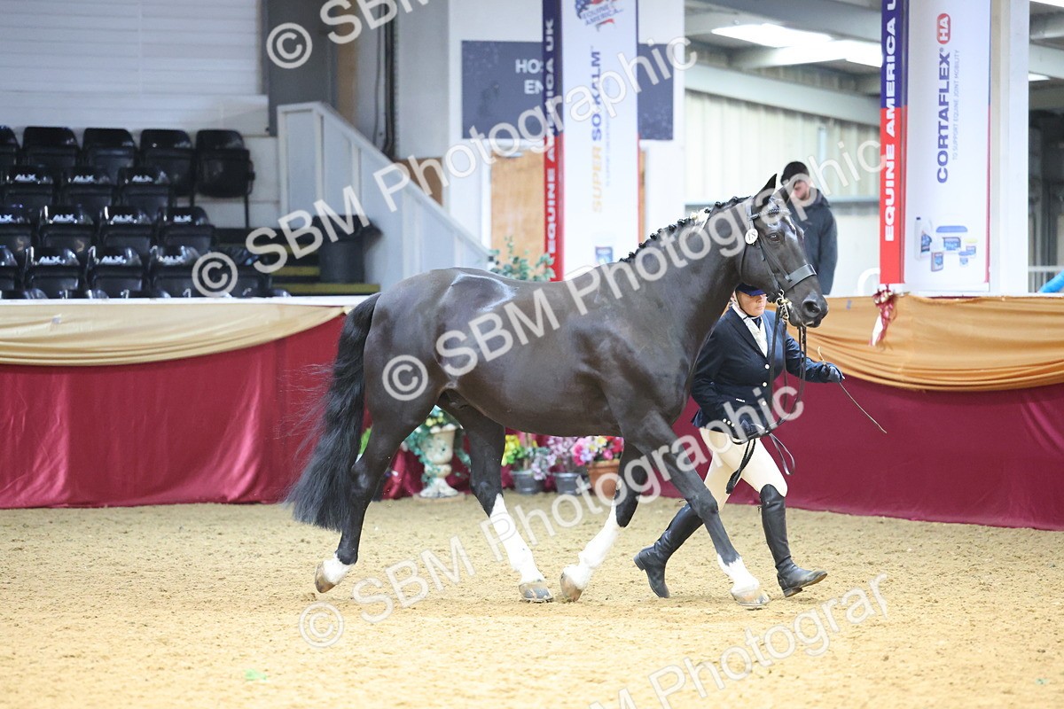 SBM_22655 - Class 903 - Supreme Final - IH Pre Vet