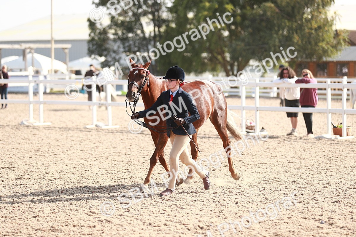 SBM_11097 - Class 205 IH Show Pony/ Show Hunter Pony
