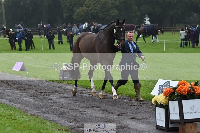 231018-120858-00102 - 011-BIG.QUERLYBET.K.Z-Paul.Whitehead-TrotUp