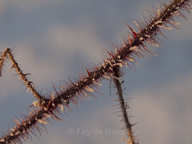  - Winter's Sparkle