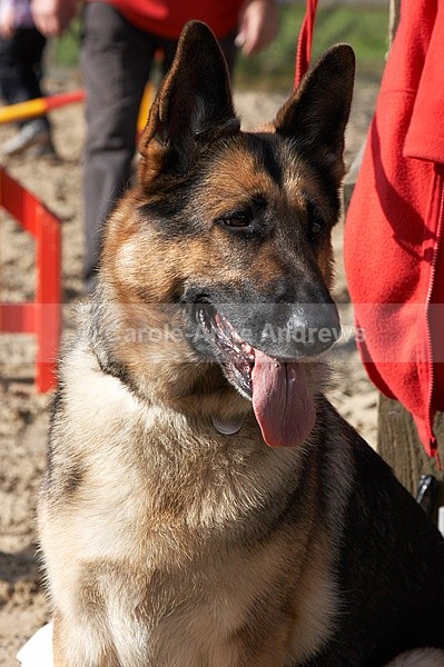  - Greenstead Green Farm Shop Animal Open Day