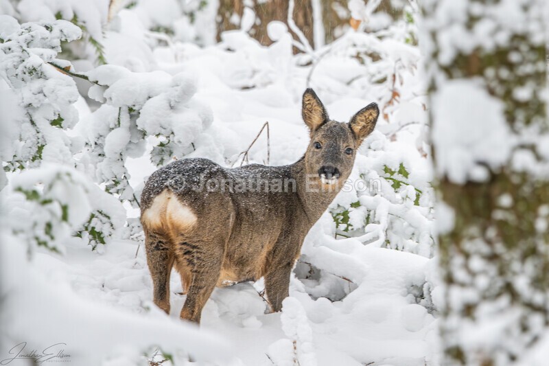 Roe Deer - Rivington And Surrounding Areas