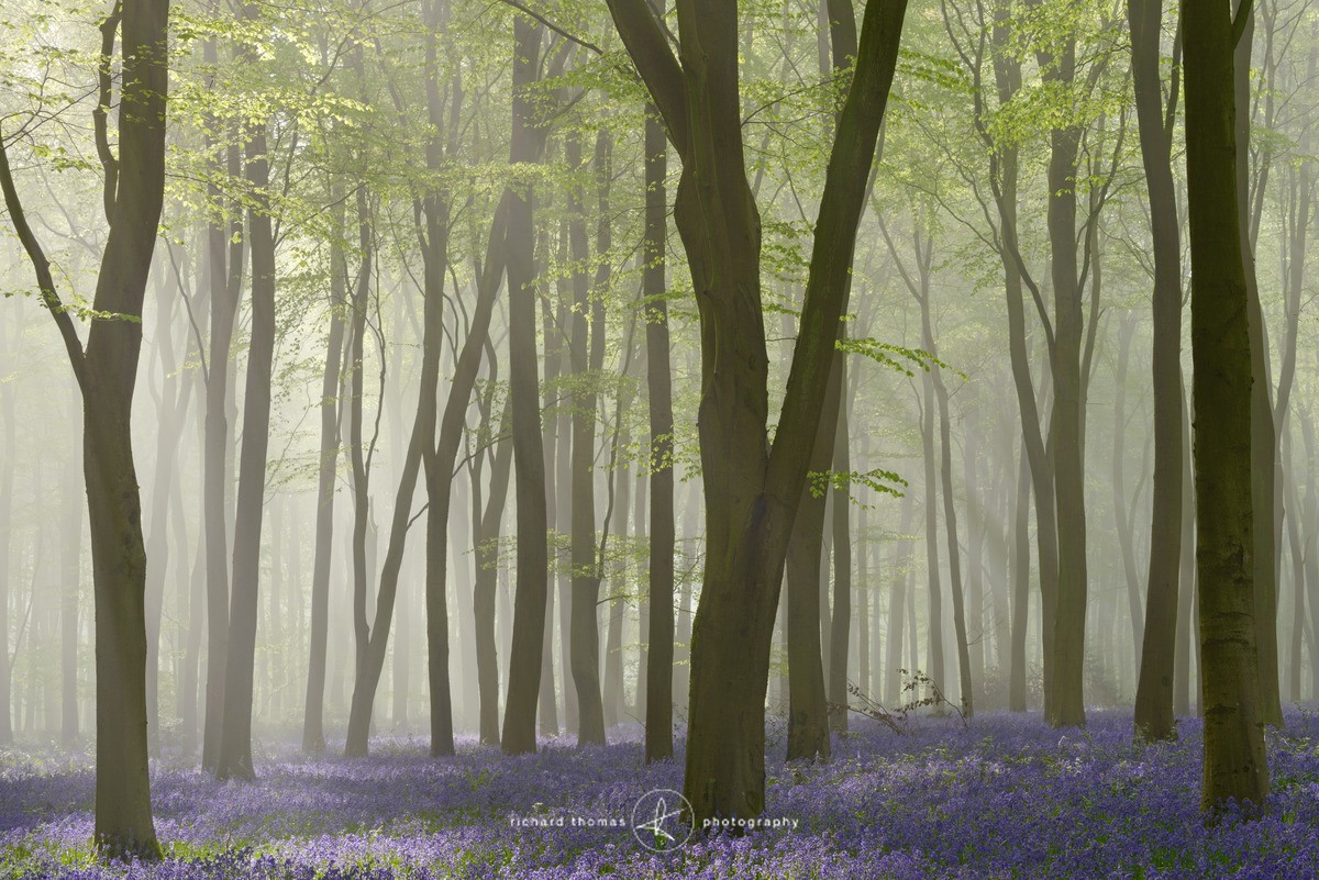Bluebell mist breakthrough II - BlueWood
