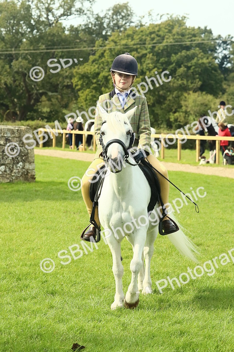 SBM_66804 - S34 - Rehabilitated Rescue Horse & Pony In Hand & Ridden
