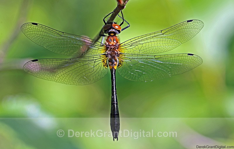 Racket-tailed Emerald (f) - Dragonflies of Atlantic Canada