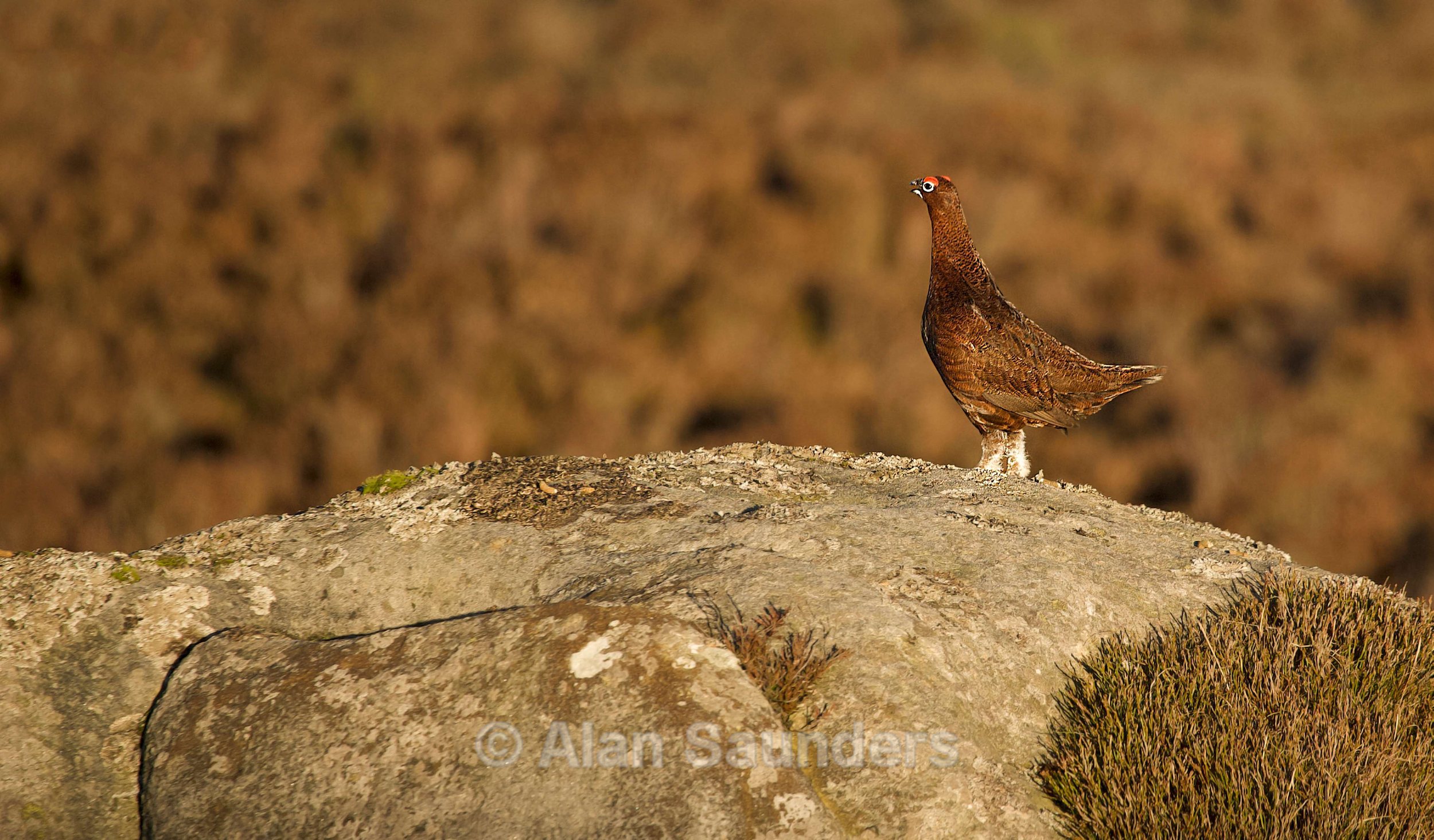 Red Grouse 6