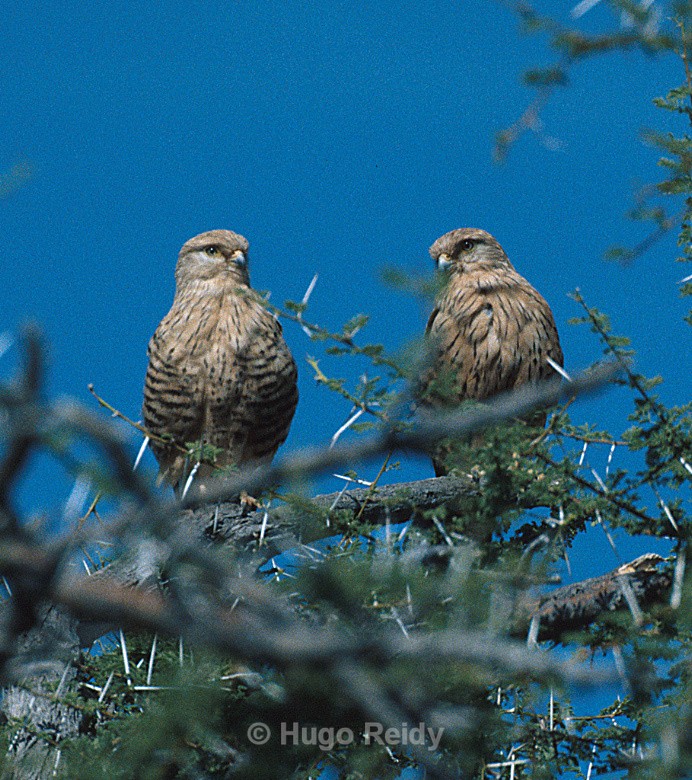  - Birds in the Wild