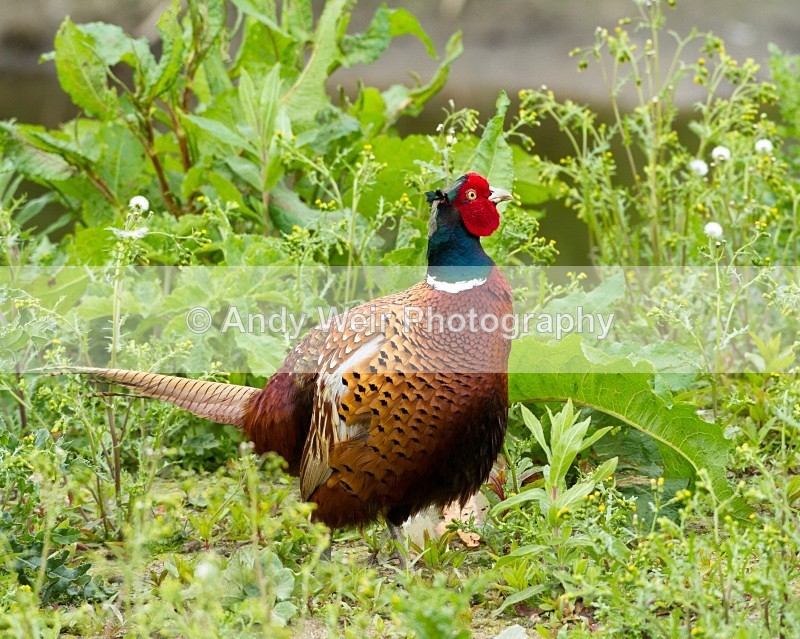 20110528-IMG_5430 - Pheasants