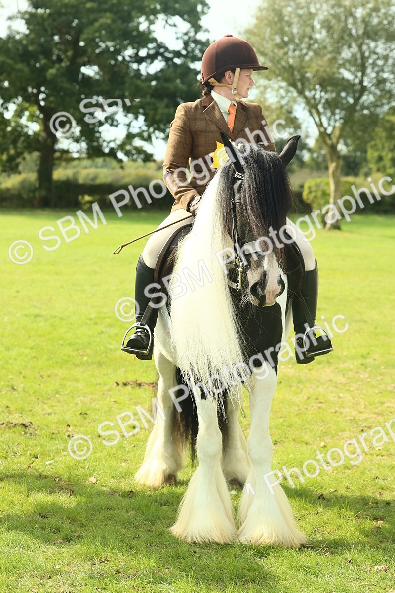 SBM_68980 - S58 - Mini Show Cob Ridden
