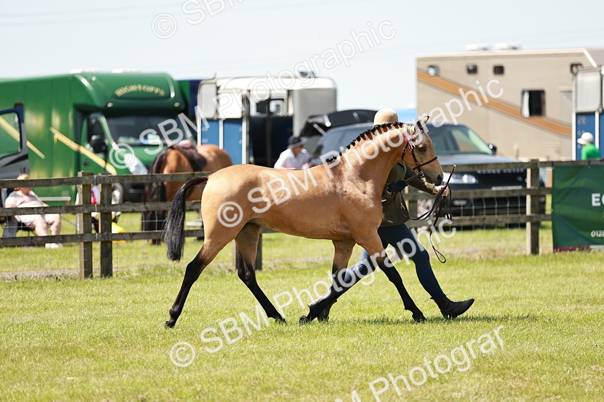SBM_05562 - Class 41-45 - Riding Pony-Hunter Pony Breeding