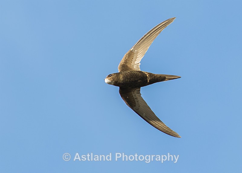 Astland Photography, Bird and Wildlife Images, Susan and Peter Wilson, U.K.