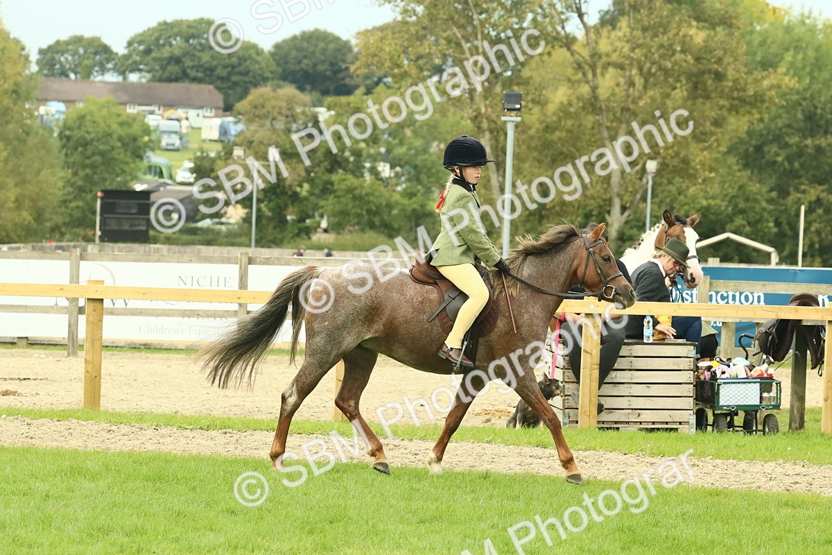 SBM_69954 - S59 - Mountain & Moorland Ridden Small Breeds