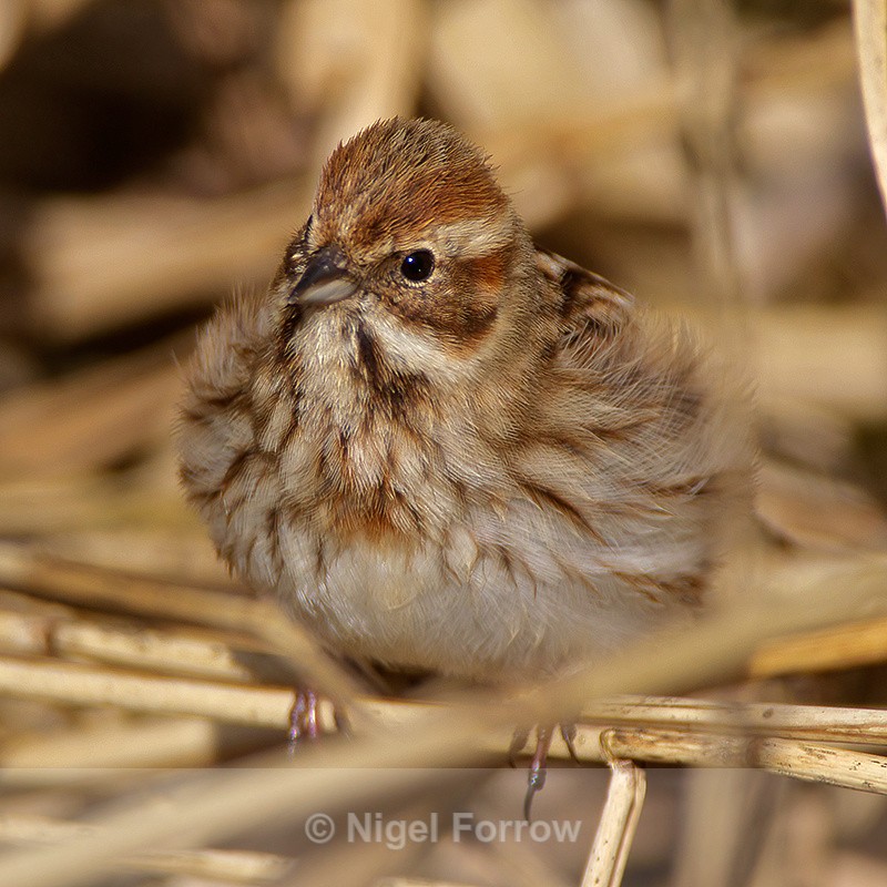 Reed Bunting (female) - Reed Bunting
