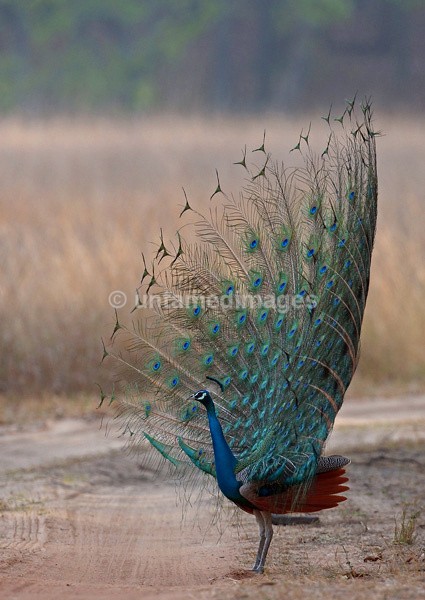 Male Peafoul - India