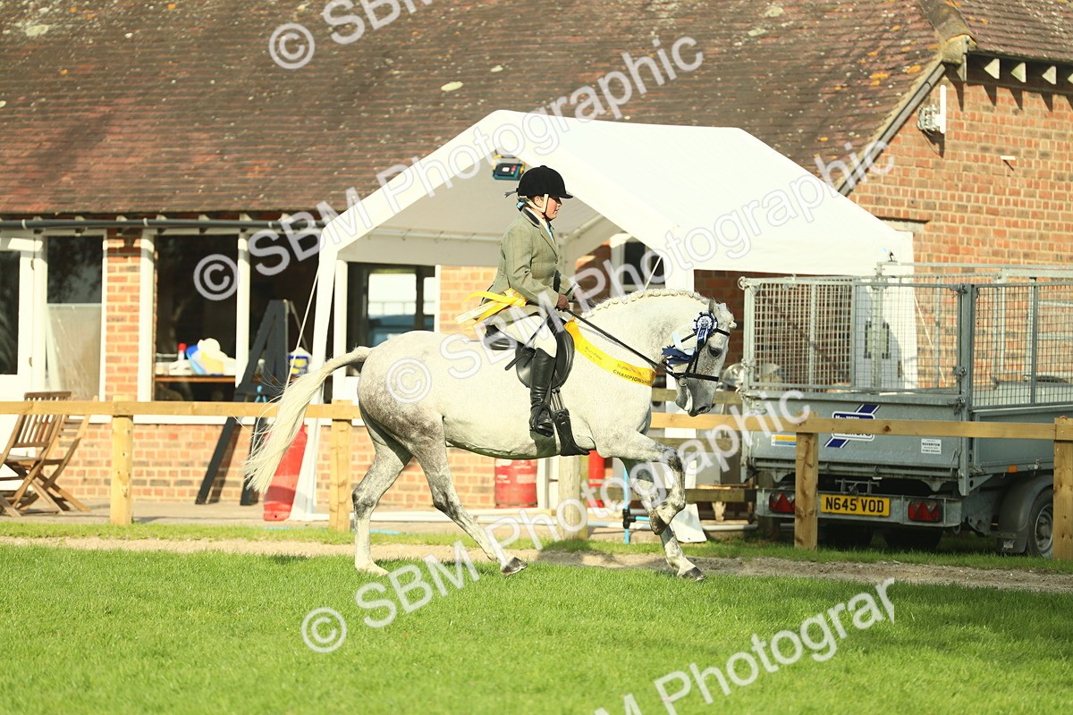 SBM_52343 - Working Hunter Supreme Championship