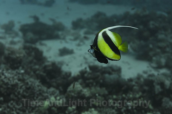 Banner fish - Red sea Egypt