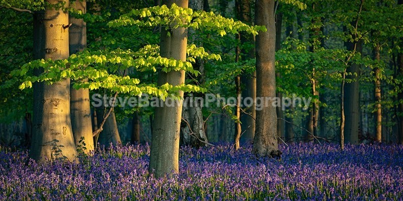 Springtime Woodland: 265E - Earth: Close to Home