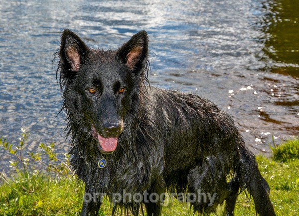 Jax - Dogs