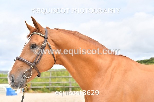 equiscot3629 - STALLION SELECTION