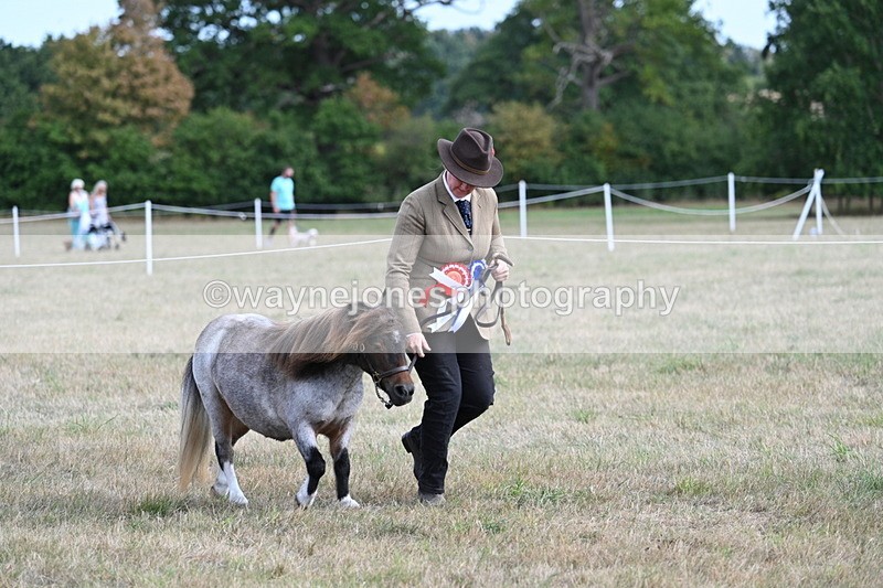 WJ7_8280 - In-hand Championship