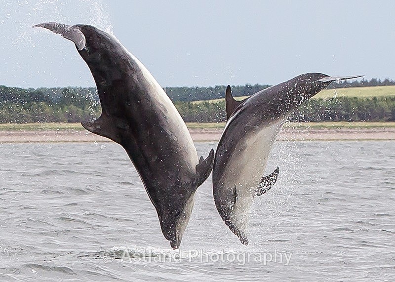 Astland Photography, Bird and Wildlife Images, Susan and Peter Wilson, U.K.