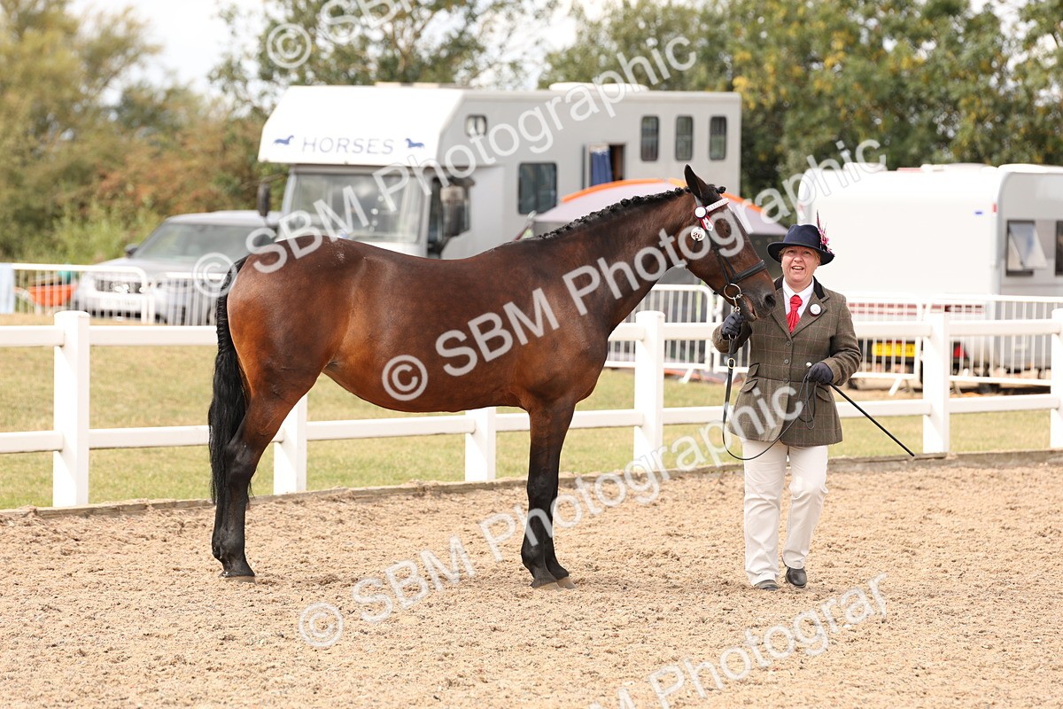 SBM_14678 - Class 208 - IH Veteran Horse