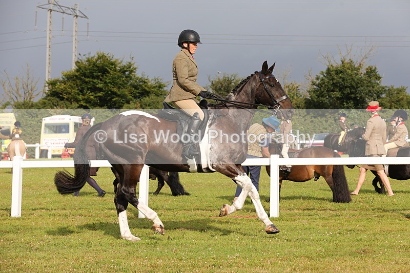 1X9A2935 - Class 25: Ridden Plaited Coloured Horse