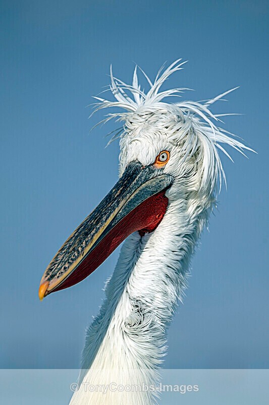 Dalmatian Pelican - Lake Kerkini