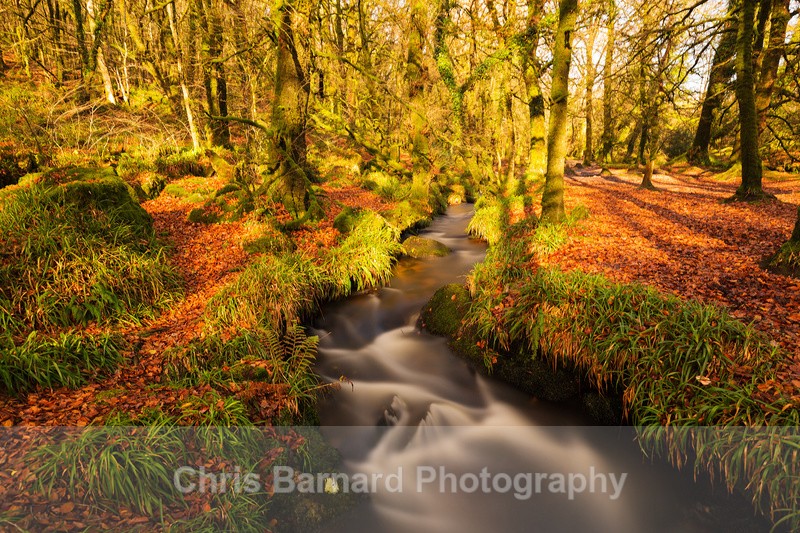  - Golitha Falls