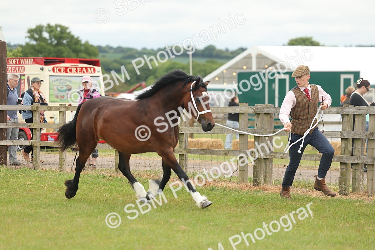 SBM_04795 - Class 50-57 - M&M Welsh Pony In Hand