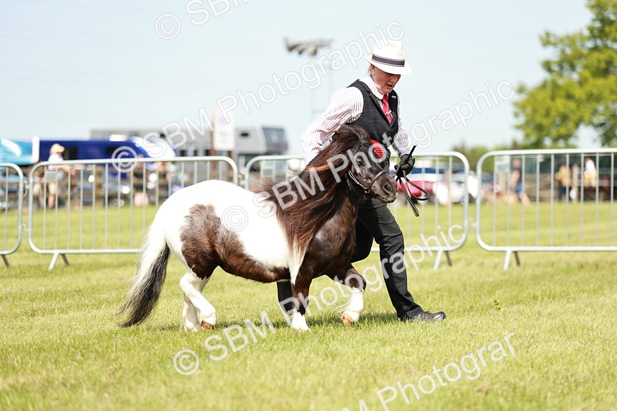 SBM_02453 - Class 14-23 - Mountain & Moorland In Hand Non Welsh