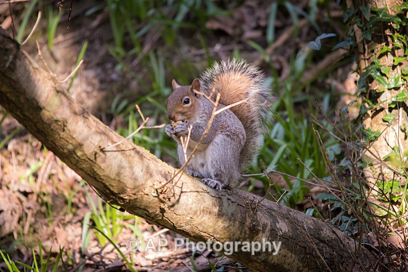 ACP_1070-1 - Squirrels