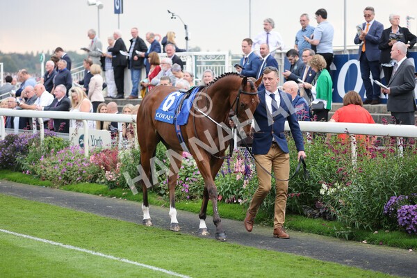 yr09102021r2-4 - Race 2 2.02pm Coral Beaten-By-A-Length Free Bet Rockingham Stakes
