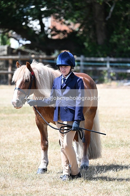 WJ7_2503 - Most Handsome Gelding Champs
