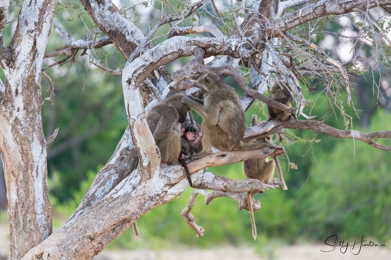 Baboons in Tree 2