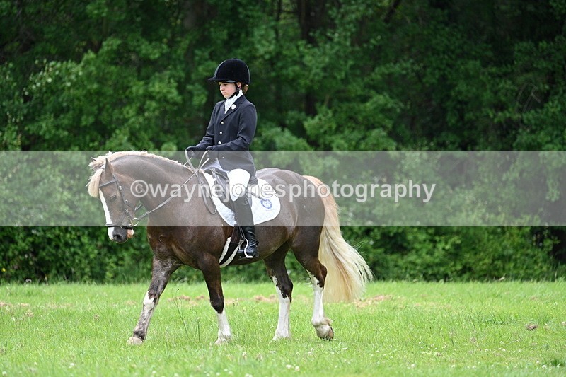 WJ7_4167 - Class 14A Handsome Gelding