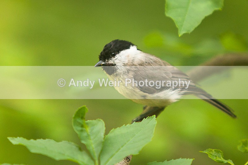 20130619-_MG_4260 - Marsh Tit