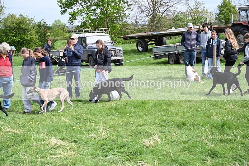 WJ6_8868 - Class 8 Best Working / Gun Dog or Bitch