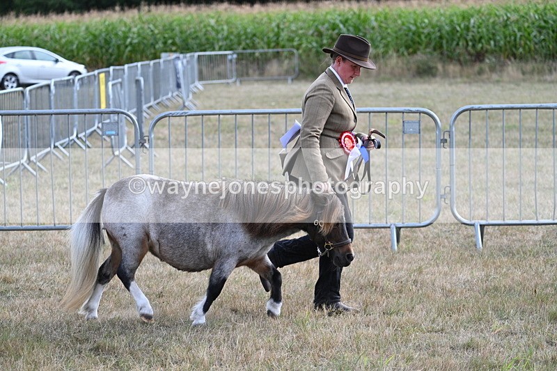 WJ7_8291 - In-hand Championship