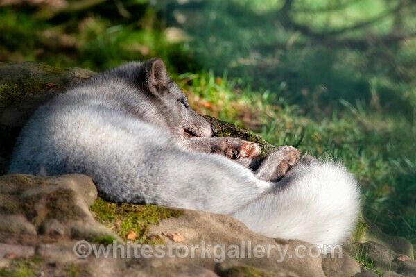 Artic Fox - Wildlife and Animals