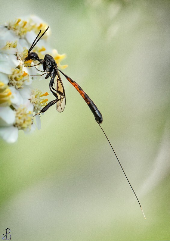 Female Parasitic Wasp on Yarrow - Macro Nature