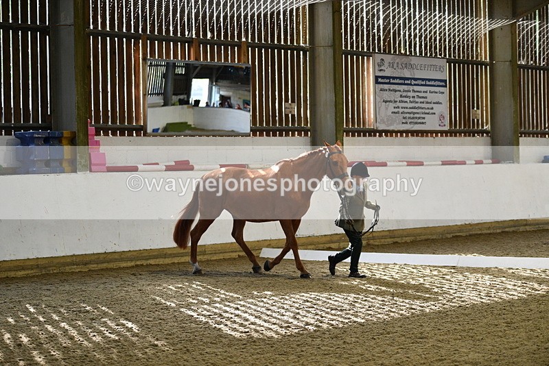 WJ5_3618 - Class 5 In Hand Veterans