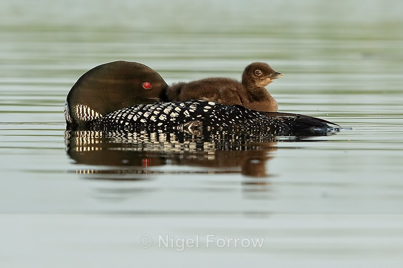 Common Loon resting with chick on back, Minnesota - Great Northern Diver