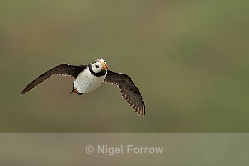 Horned Puffin cocked head flying, Duck Island, Alaska - Horned Puffin