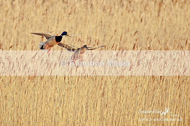 Mallard Ducks 300412  1 - Nature