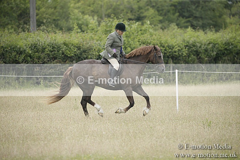 B230619-0544 - Bourne Valley Riding Club Summer Show 23/06/19